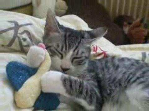 Nala, chaton femelle de 4 mois