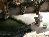 Nourrissage des alligators à Alligator Bay