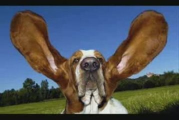 320สุดฮา กับ น้องหมา แสนรู้