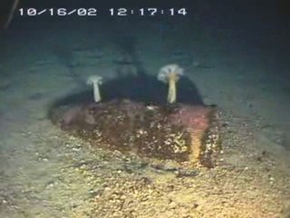 Keepers Of The Deep