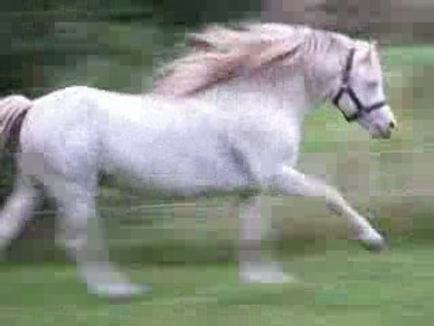 Nerwyn Pela etalon welsh A creme