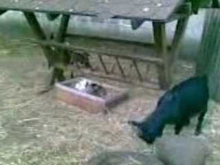 Małe kózki w poznańskim zoo
