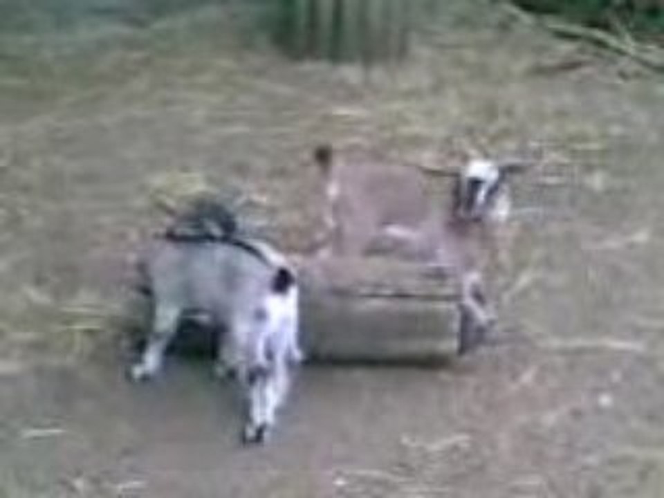 Małe kózki w poznańskim zoo