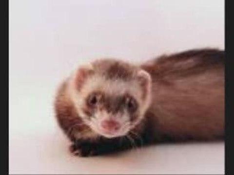 j'entends la belette