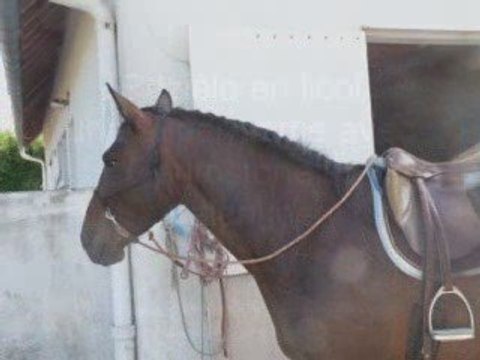 ballade en licol avec Razièle