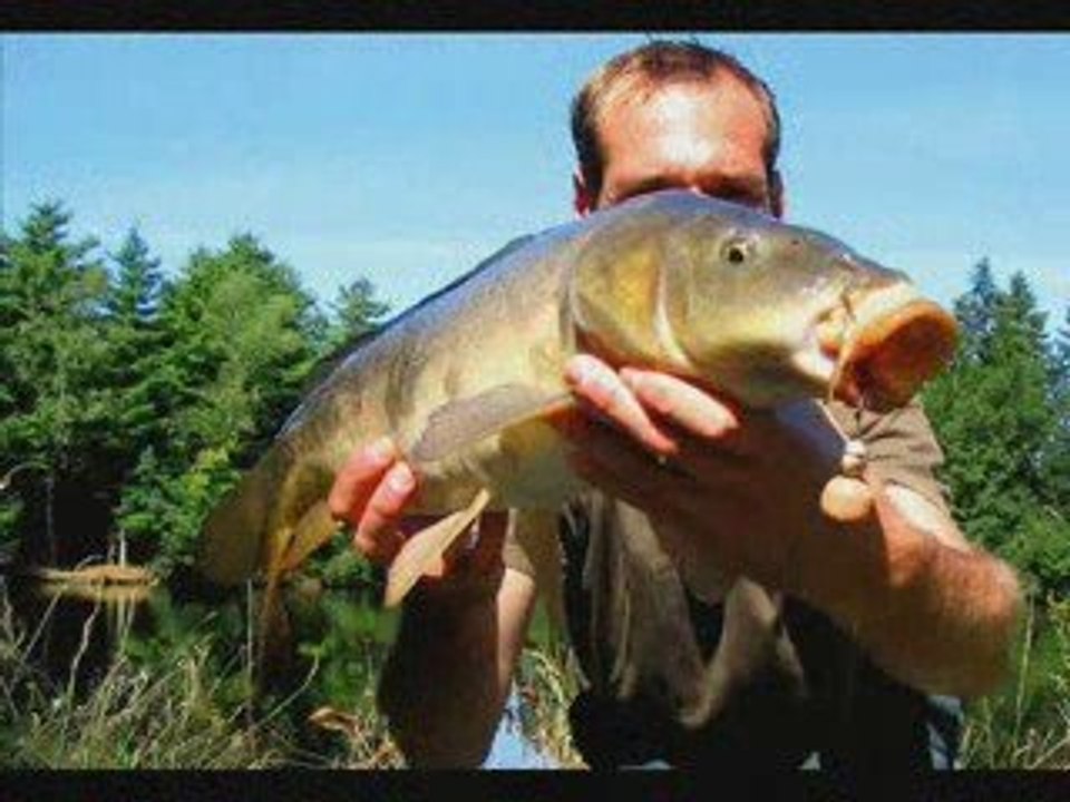 Carpes de l'étang des moines de Leychoisiers