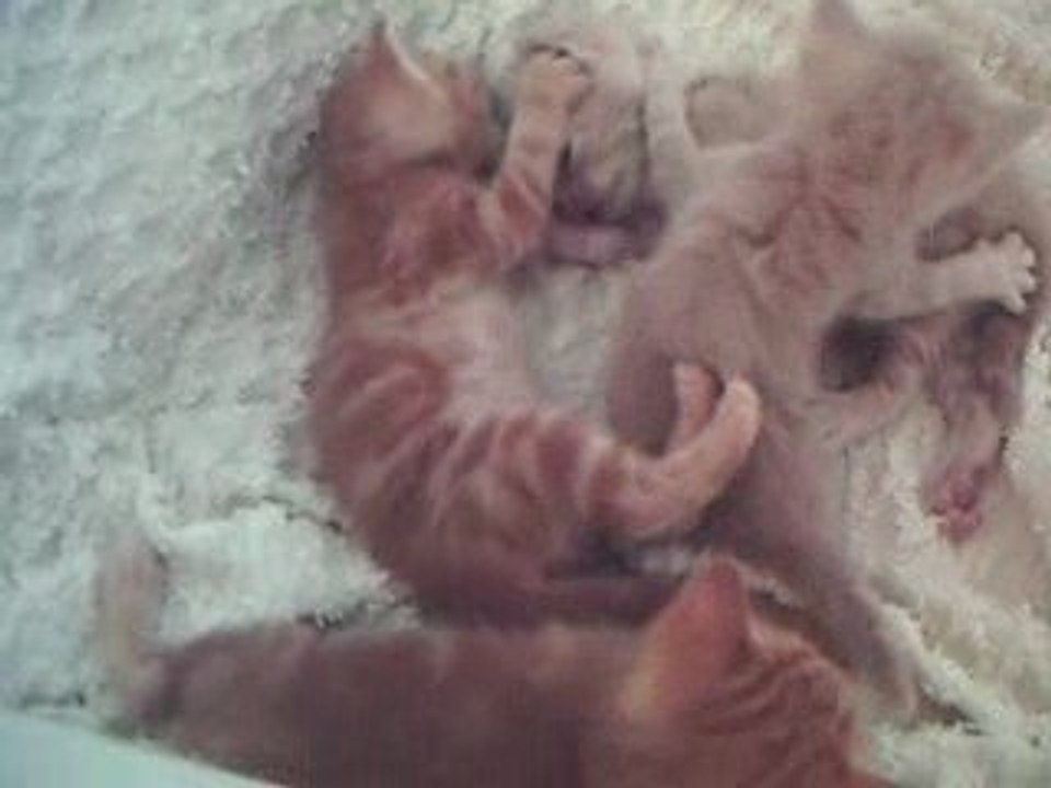 LES BB DE JULIETTE