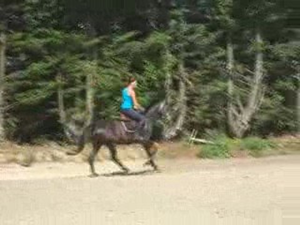 qrystal-galop