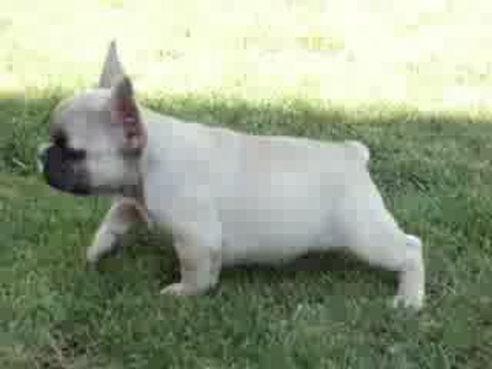 Eye Shadow bouledogue 8 semaines