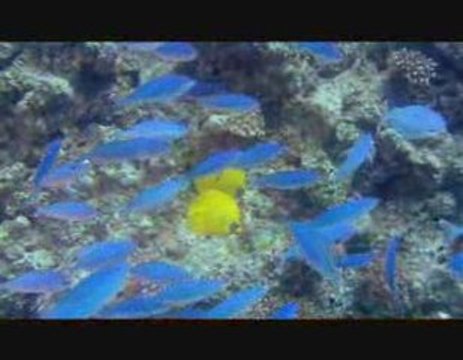 VOYAGE SOUS LES MERS 3D Bande Annonce du Film