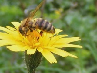 camovali köyü milas/mugla