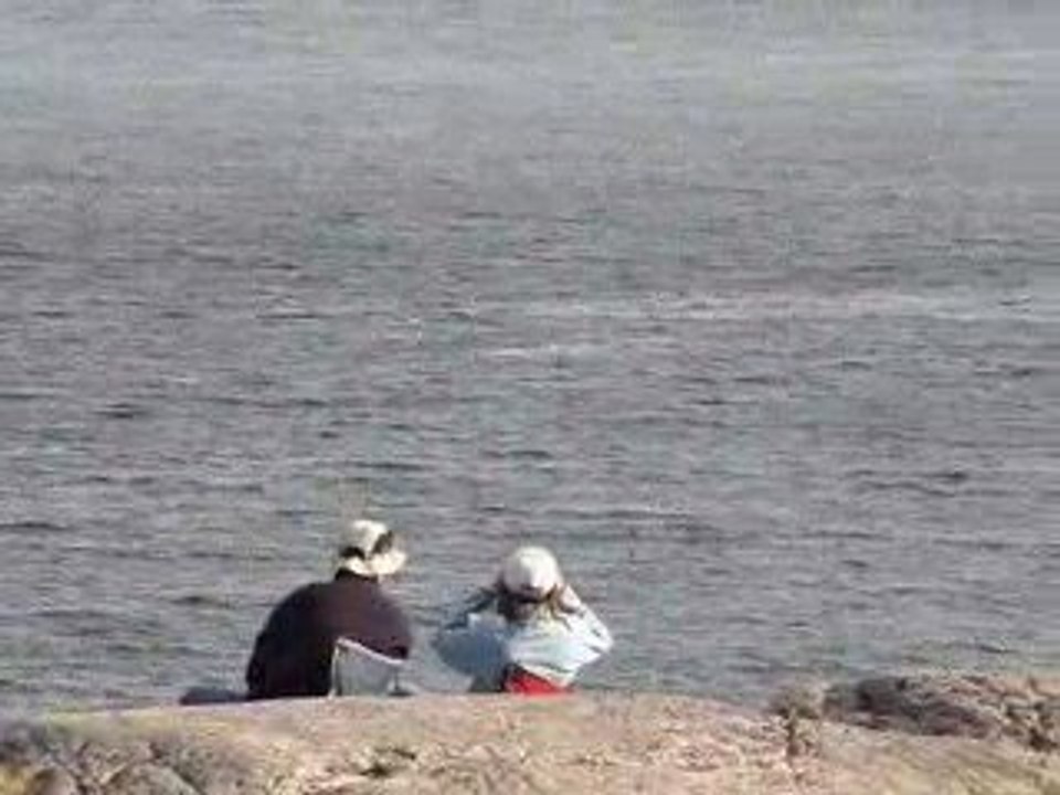 baleines 2