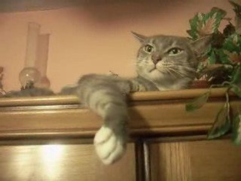 crazy animal
