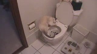 AMAZING Cat Trick - Train Your Cat to Use Toilet in Days!