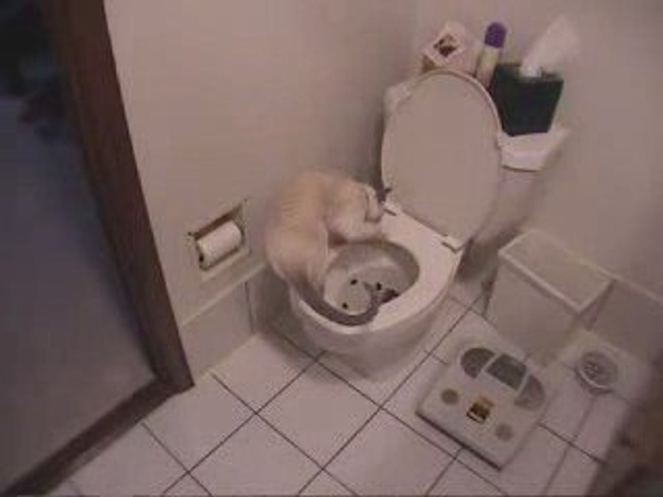 AMAZING Cat Trick - Train Your Cat to Use Toilet in Days!