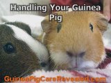 Guinea Pigs Care Secrets - Keep A Healthy, Happy Guinea Pig