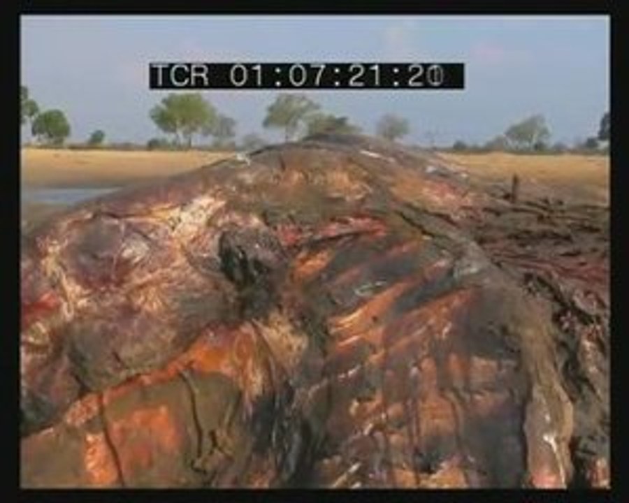 Autour d'une carcasse d'éléphant