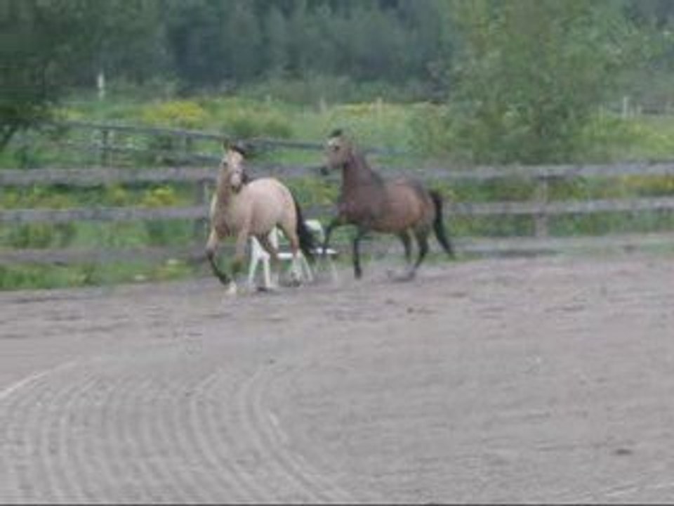 Mon père qui s'amuse a faire courir les chevaux