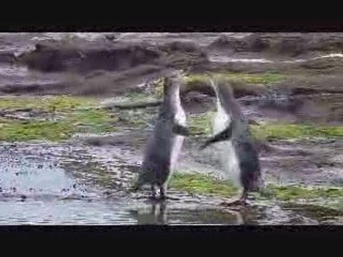 Manchots à yeux jaunes Nouvelle Zélande