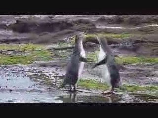 Manchots à yeux jaunes Nouvelle Zélande