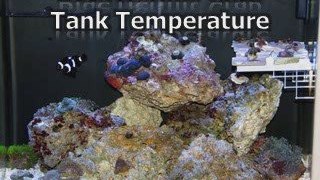 Learn How to Take Care Of Blue Hermit Crab - Food, Care Tips