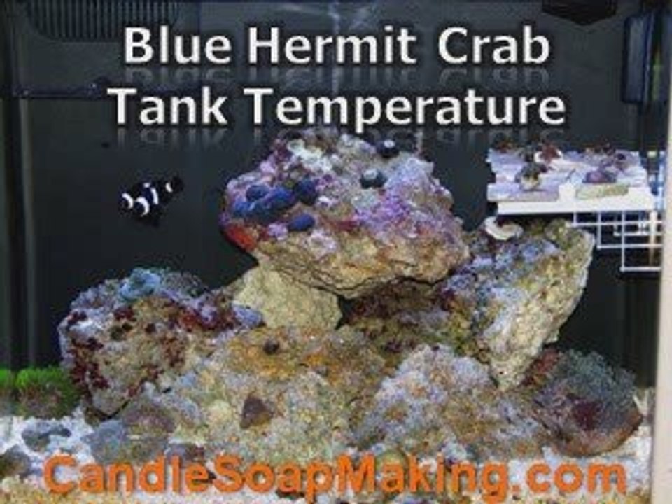 Learn How to Take Care Of Blue Hermit Crab - Food, Care Tips