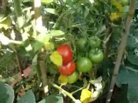 Grow Your Own Organic Vegetables - grow cabbage & tomtoes