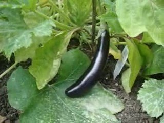 Grow Your Own Organic Vegetables - grow aubergines & marrows