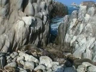 Hundreds of sea lions wash up dead on Chile's northern coast