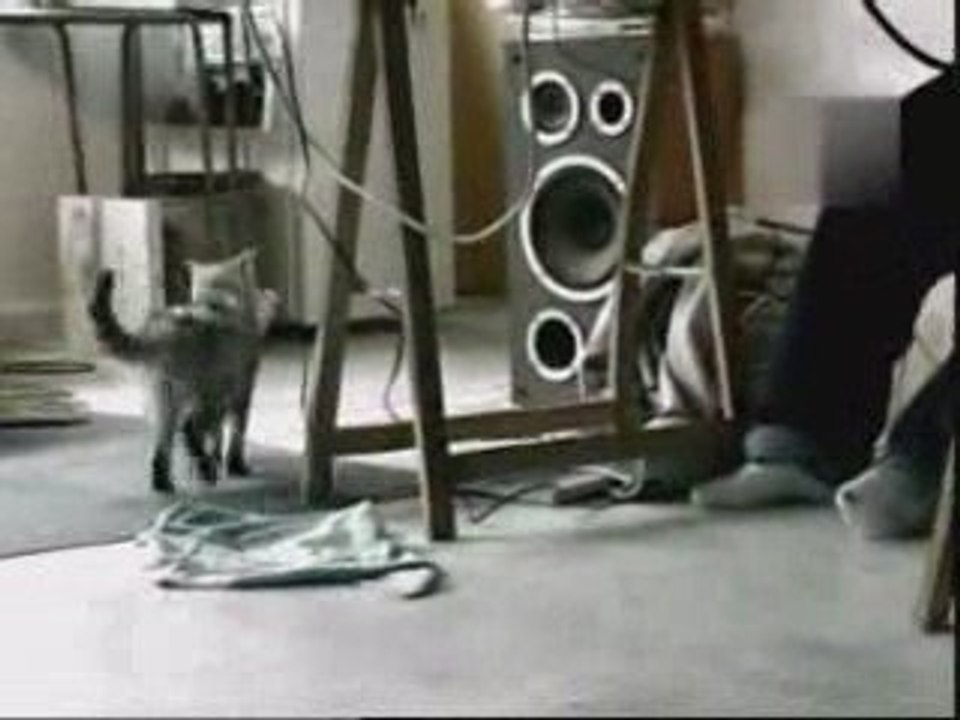 Le chat qui a du flair