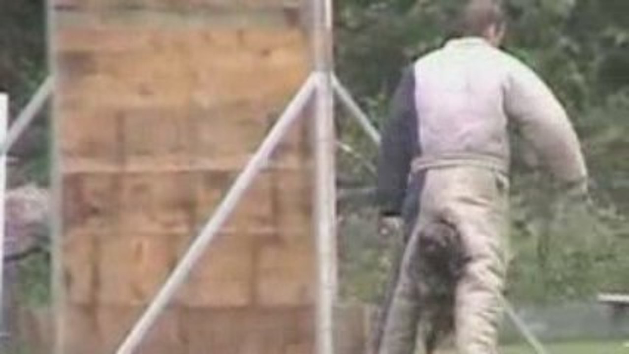 ARF PennsWoods French Ring Trial Bite Work 2 of 2