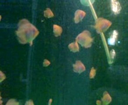 kelebek diamond yavruları 36 gunlukler