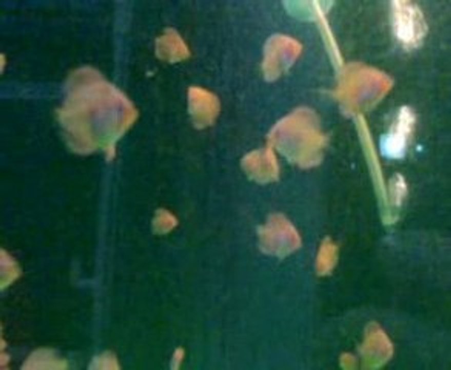 kelebek diamond yavruları 36 gunlukler