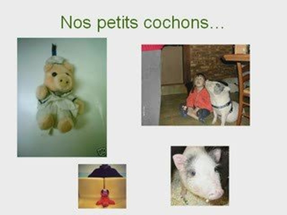 La folie des cochons nains