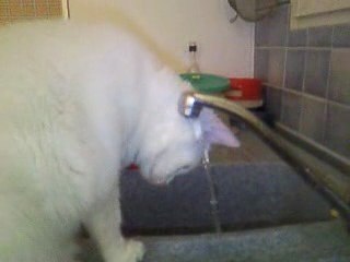 Le chat qui boit, alias Clementine