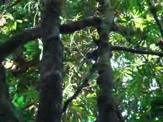 Hapalemur aureus dans le parc national de Ranomafana