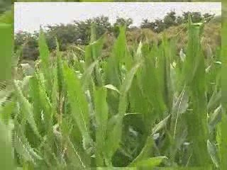 Saint-Jean-de-marsacq,  une des communes de festivadour.com