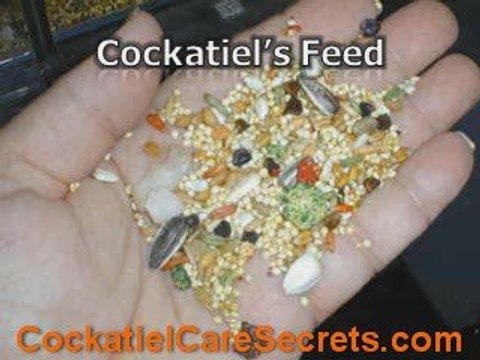 Cockatiel Breeders - Must To Watch Before Cockatiel Breeding