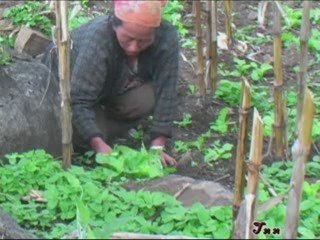 kwv txhiaj hmoob  (muas tsaav fwj )