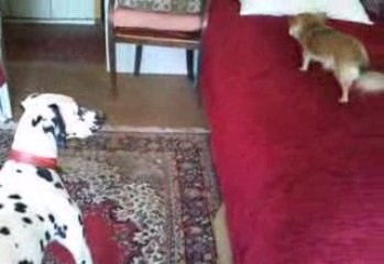 beltane et gypsi ... rooo