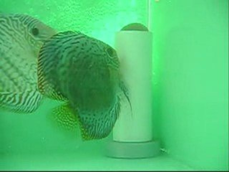 RED TURKUAZ ÇİFTİM