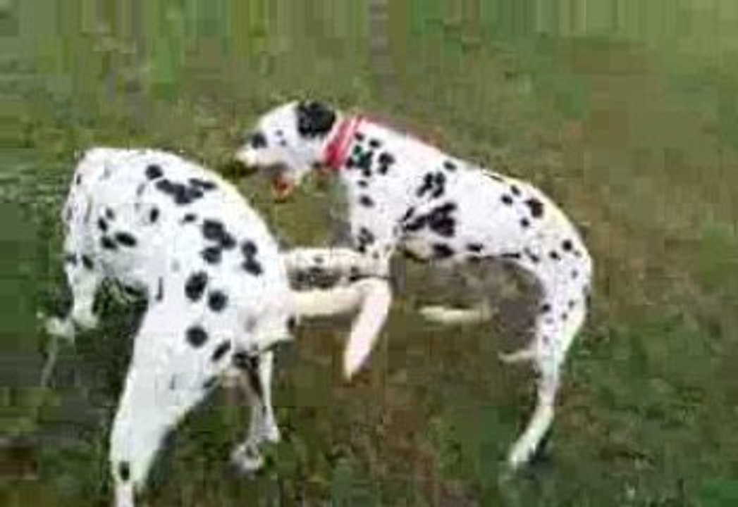balade dans le près