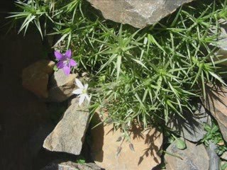 MONTE AU  DJEBEL M GOUN