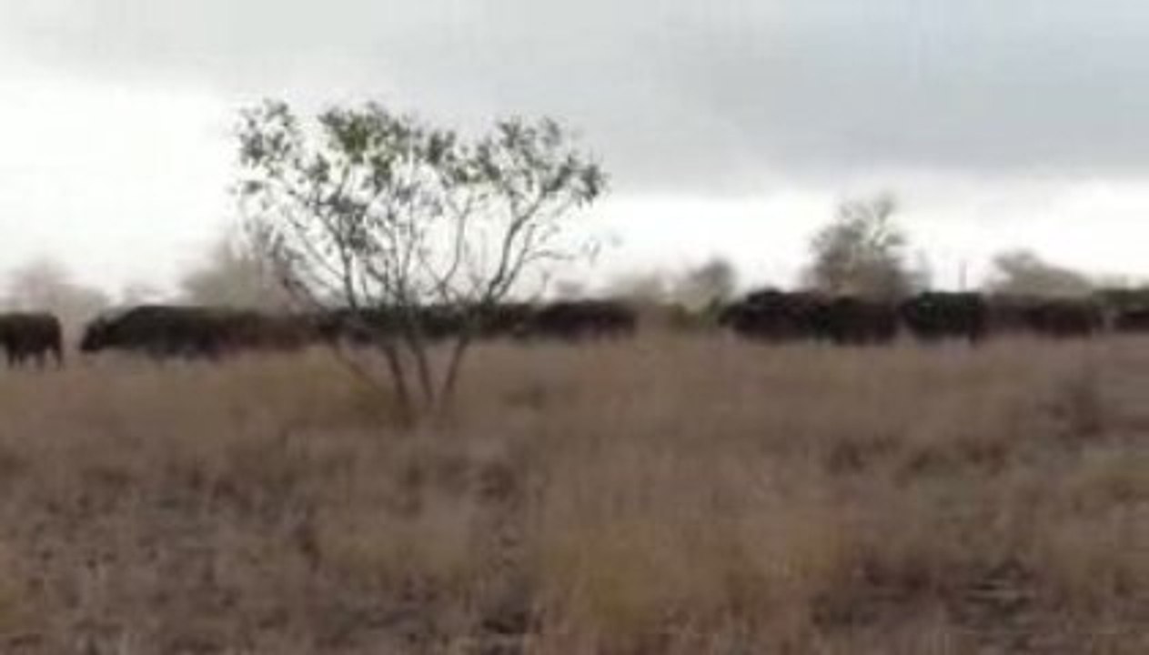 Troupeau de bufflet