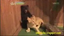 The Scared Bear