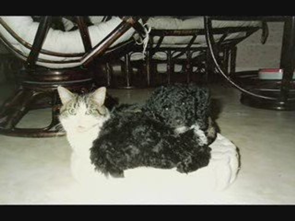 Zanimaux