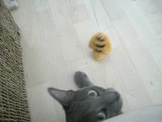 Bali et les joies du jeu