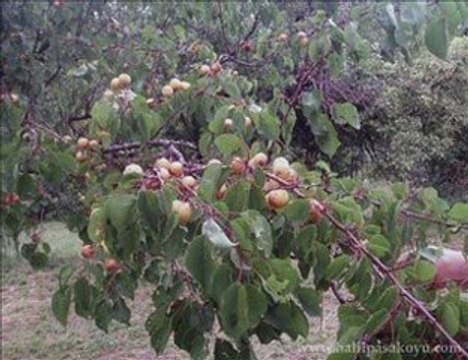 Erzurum İspir Halilpaşa Köyü 2008 Yılı Videosu