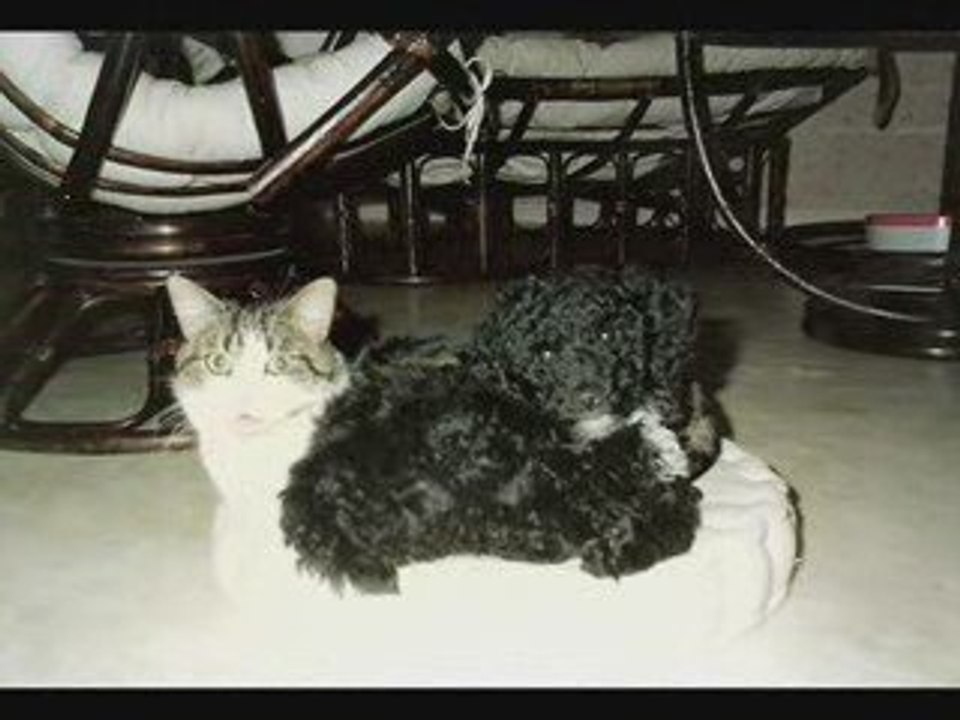Mes zanimaux