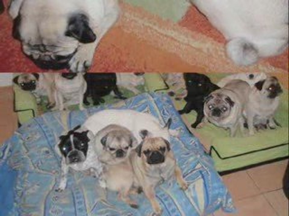 RENCONTRE BELGIQUE BRETAGNE LES LOULOUS